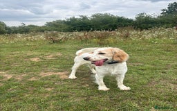 Cocker Spaniel dogs for sale: Adorable cocker spaniel lookingforhis forever home - Image 2