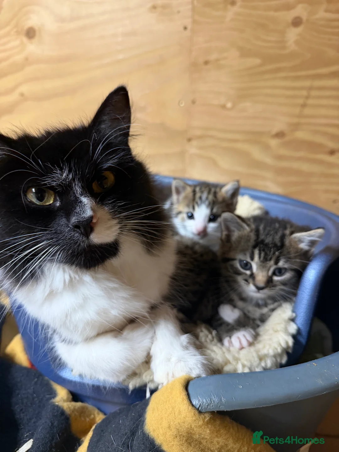 Mixed Breed cats for sale: Kittens  in Bordon - Advert 2