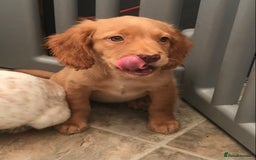 Sprocker dogs for sale: Sprocker pups  - Image 4