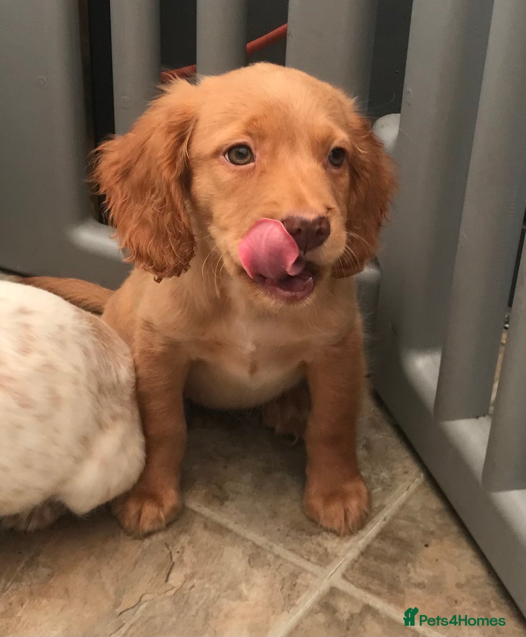 Sprocker dogs for sale: Sprocker pups  - Image 4