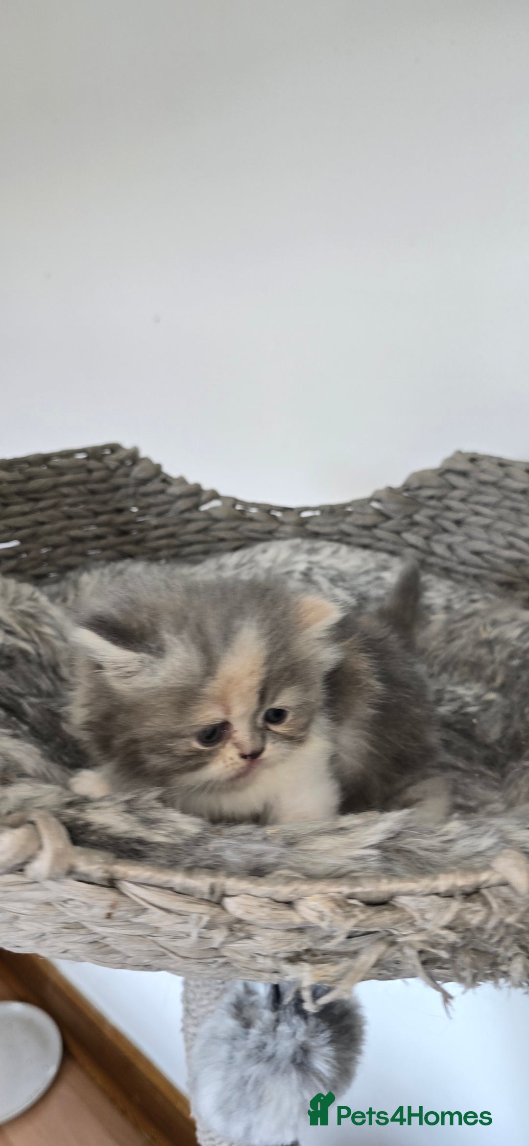 Persian cats for sale: 😻 Stunning persian kittens  - Image 2
