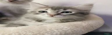 Ragdoll 3