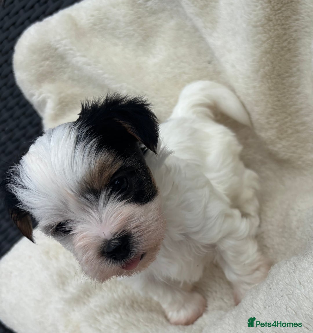 Biewer Terrier dogs for sale: Beautiful biewer terrier puppies 🩷 - Image 12