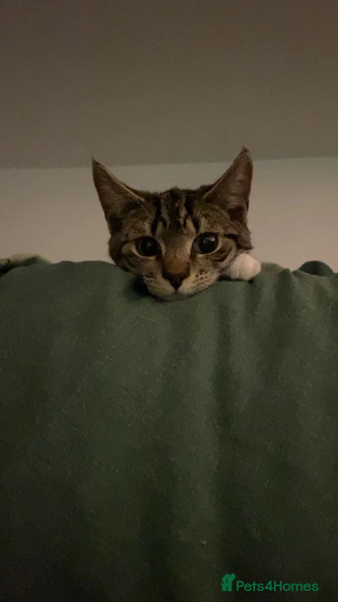 Mixed Breed cats for sale: 5 beautiful cats looking for their forever home ❤️ - Advert 7