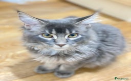 Maine Coon cats for sale: Maine Coon Kittens Ready for Their Forever Homes - Advert 2