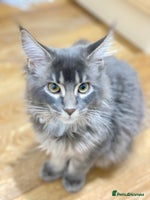 Maine Coon cats Maine Coon Kittens Ready for Their Forever Homes - Advert 2