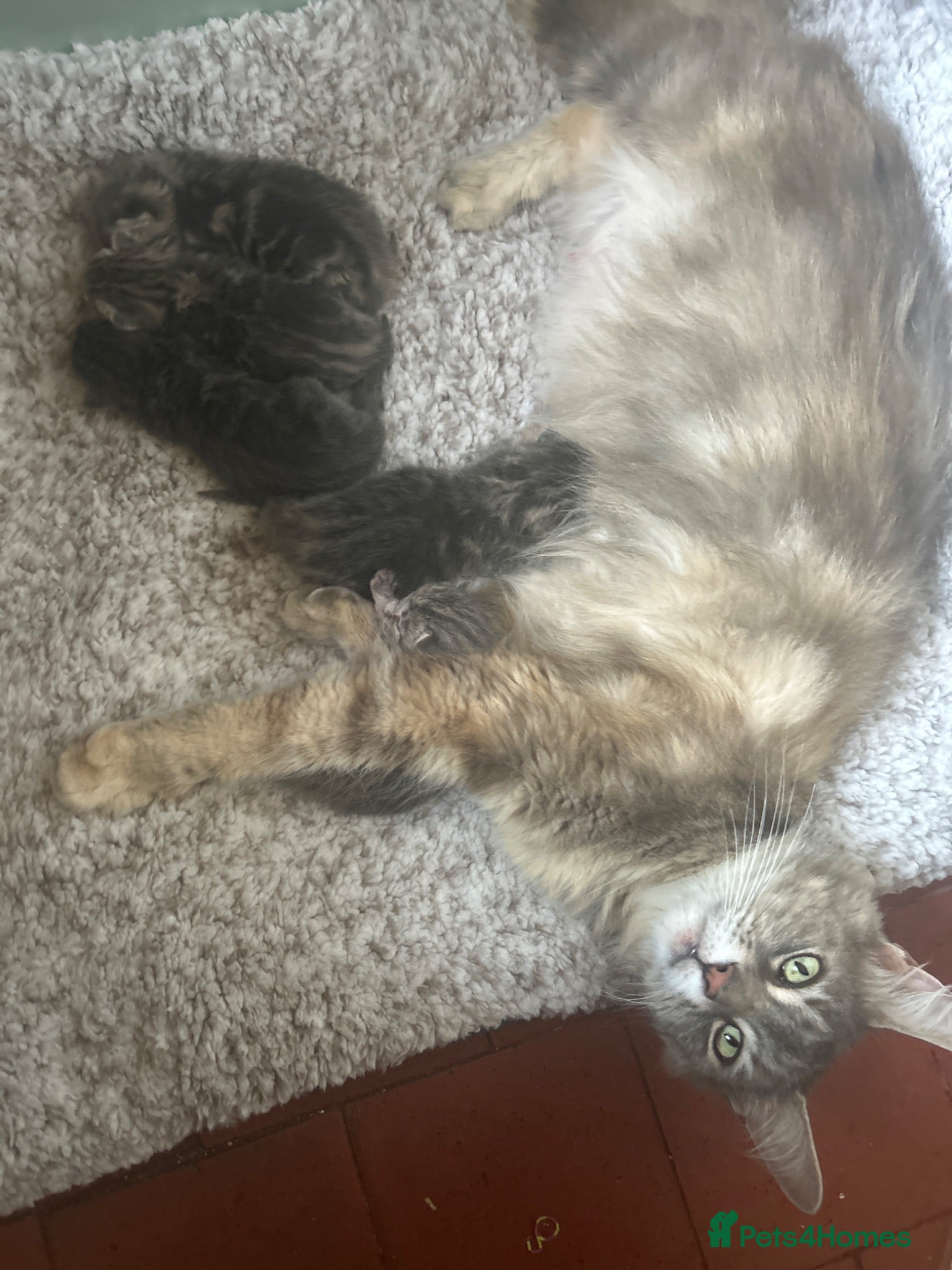 Maine Coon cats maine coon x persian  - Advert 4