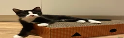 Domestic Shorthair cats for sale: 4 Beautiful Kittens Ready for their Forever Homes - Advert 28