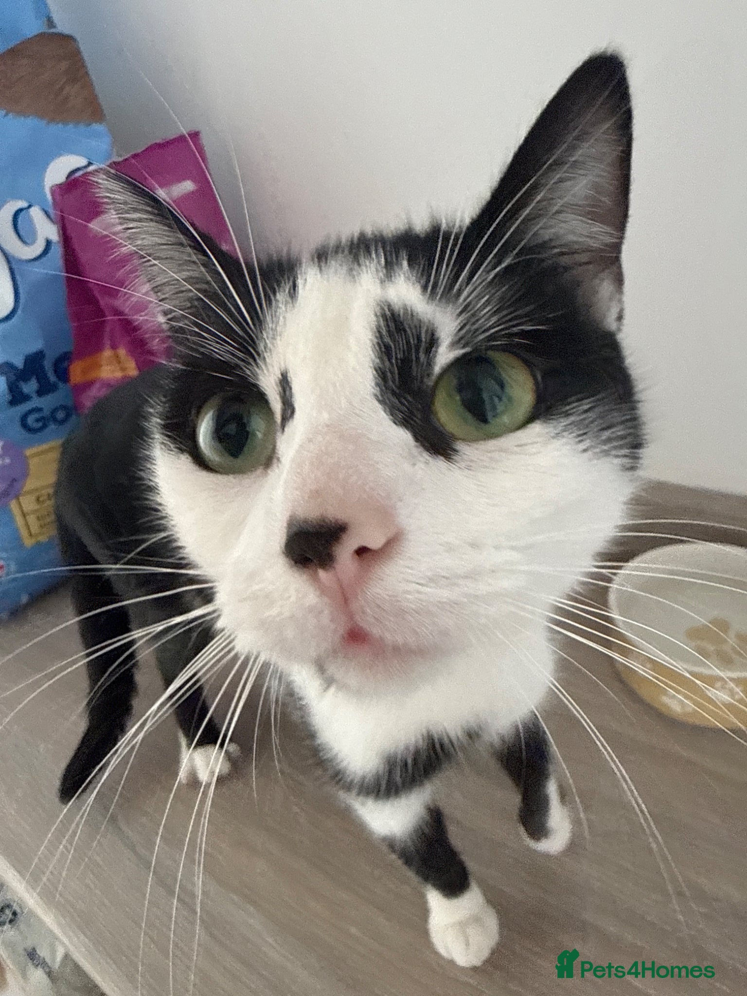 Mixed Breed cats Baby kittens - Advert 5