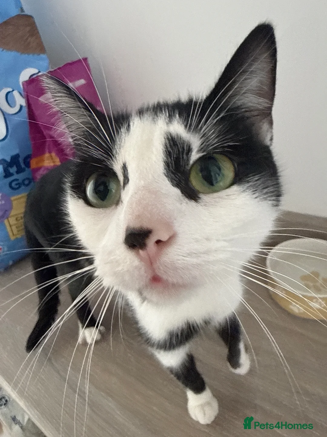 Mixed Breed cats for sale: Baby kittens - Advert 1