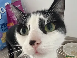 Mixed Breed cats Baby kittens - Advert 5