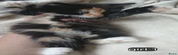 Mixed Breed cats for sale: Long haired kittens  in Swanscombe - Advert 16