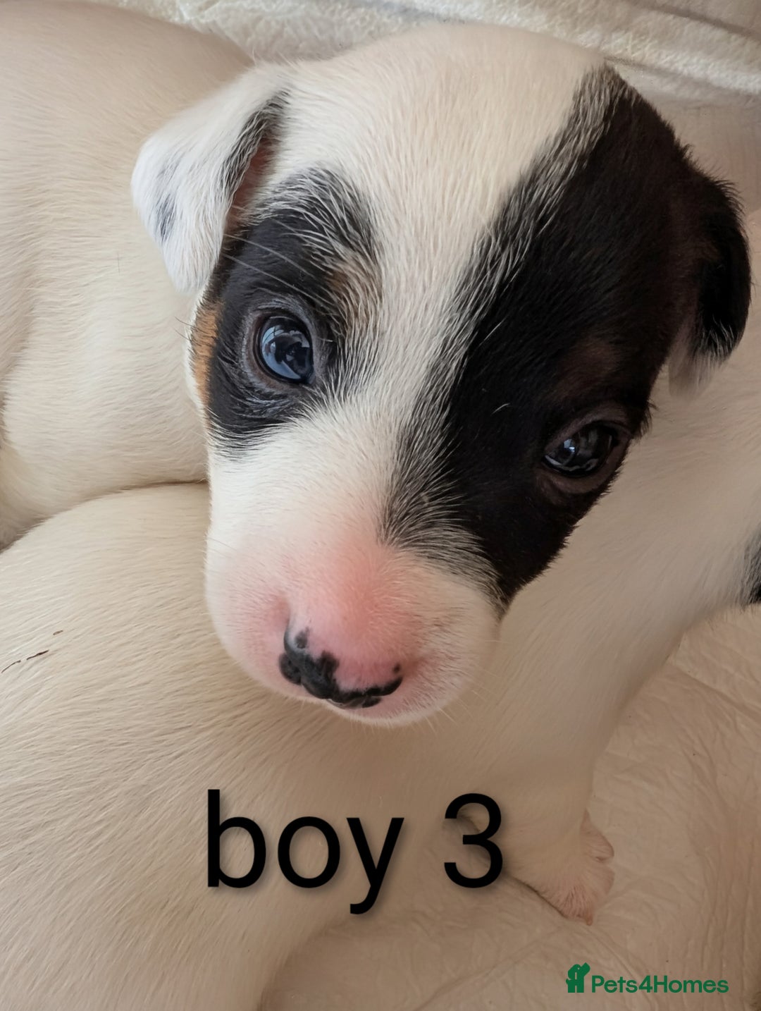 Jack Russell dogs for sale: Delightful Jack Russell Puppies  - Image 3
