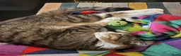 Scottish Fold cats for sale: Moose- Scottish fold  - Advert 3