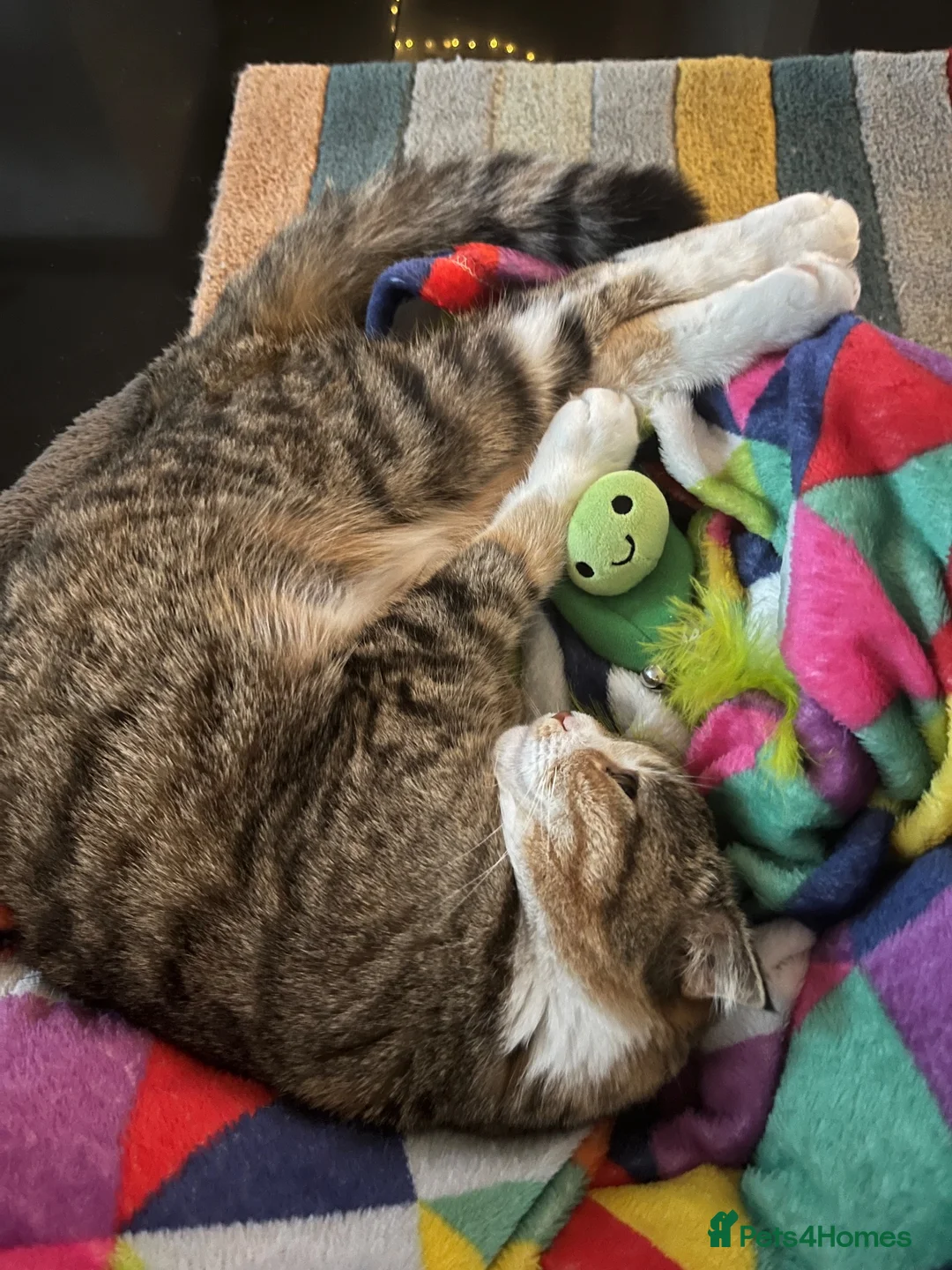 Scottish Fold cats for sale: Moose- Scottish fold  - Advert 3
