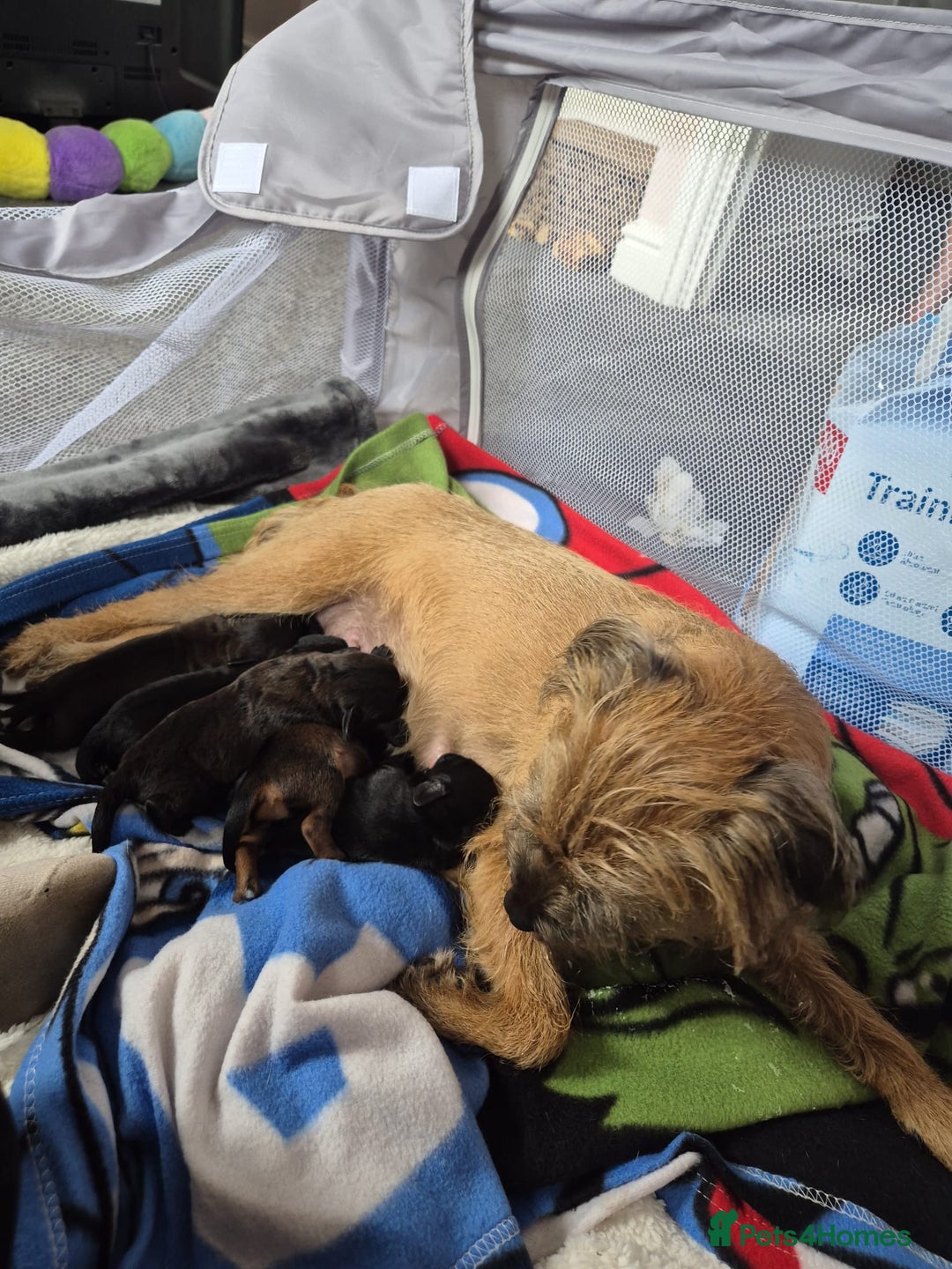 Mixed Breed dogs for sale: Last little girl of the litter left - Image 14