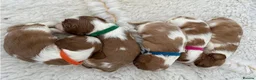 Cavalier King Charles Spaniel dogs for sale: Charming Pure Cavalier King Charles Spaniel pups - Advert 2