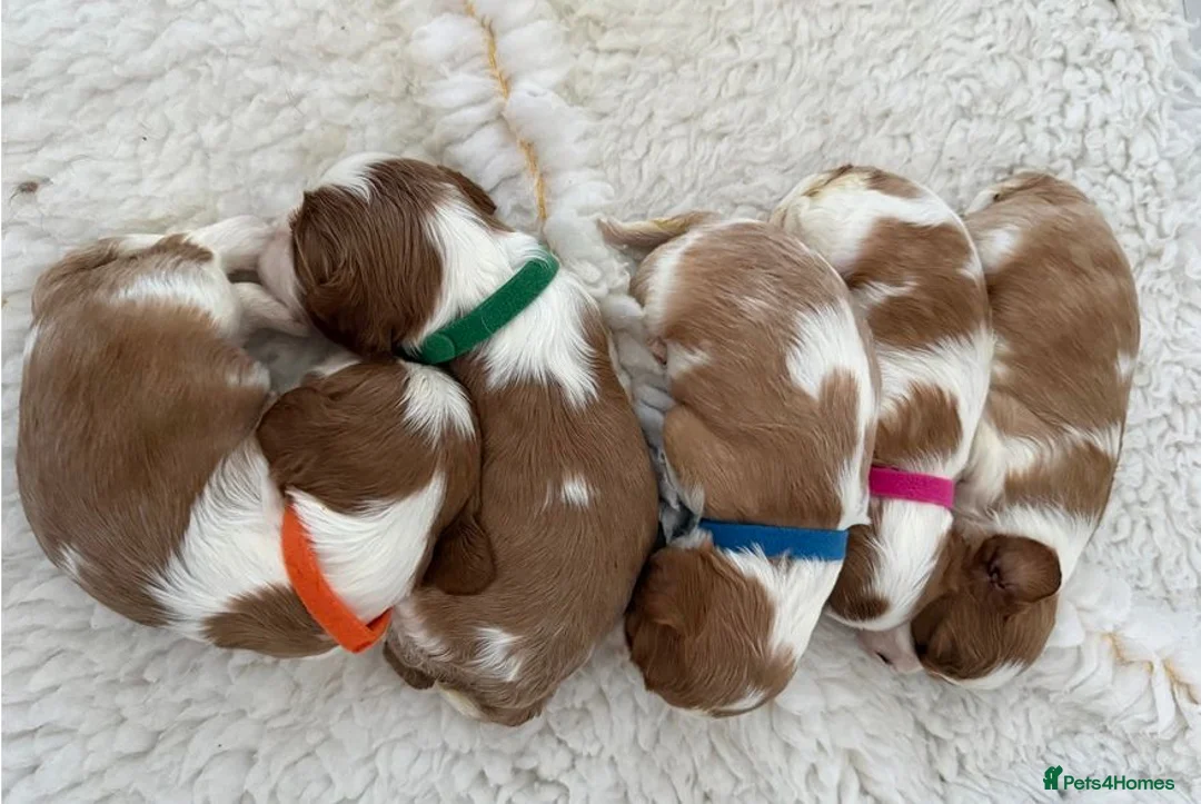 Cavalier King Charles Spaniel dogs for sale: Charming Pure Cavalier King Charles Spaniel pups - Advert 2