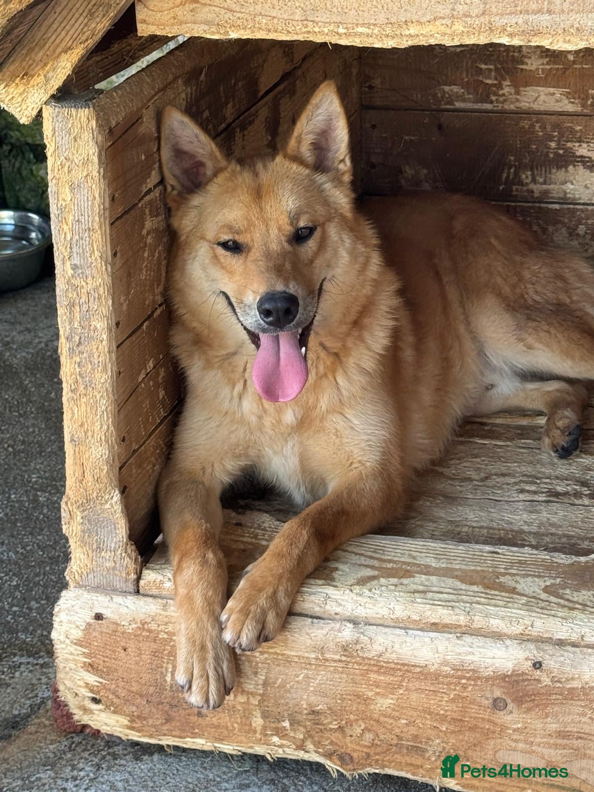 Mixed Breed dogs JUPITER - Advert 19