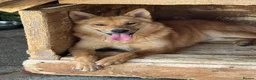 Mixed Breed dogs for adoption: JUPITER - Advert 1