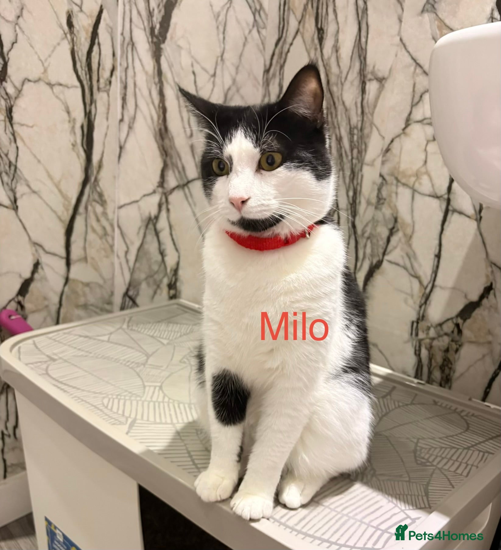 Mixed Breed cats Half British shorthair  - Advert 1