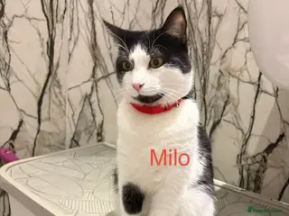 Mixed Breed cats Half British shorthair - Advert 4