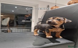 Jack Russell dogs for sale: Pure Jack russell puppies. Ultra-Rare colored.  - Advert 6