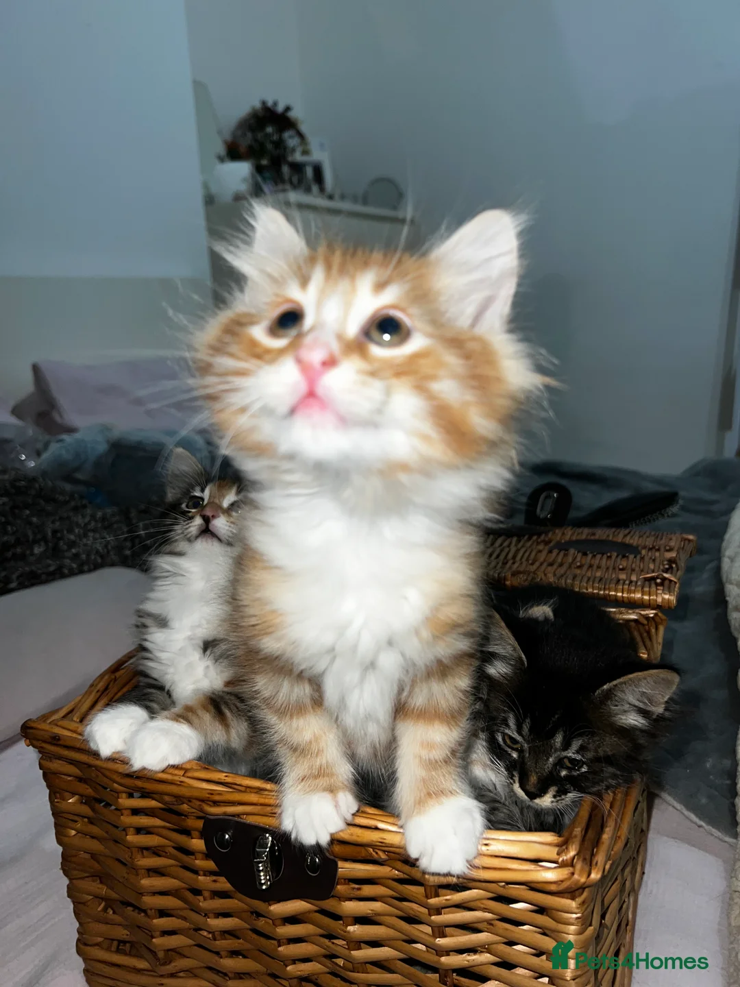 Siberian cats for sale: Beautiful Siberian mix kittens  - Advert 3
