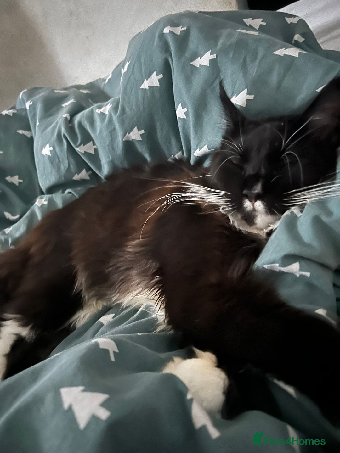 Maine Coon cats for sale: Bullet  - Image 3