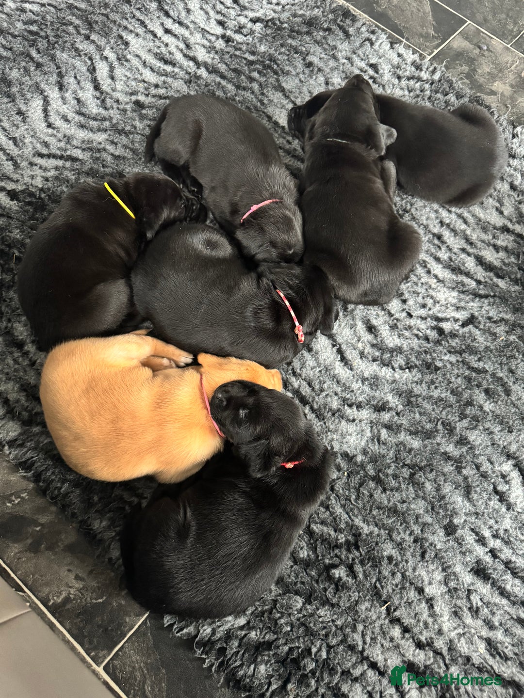 Labrador Retriever dogs for sale: Stunning KC Puppies Health Tested Parents - Advert 17