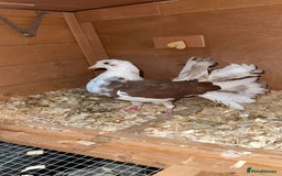 Pigeons birds for sale: Fantail pigeons  - Image 4
