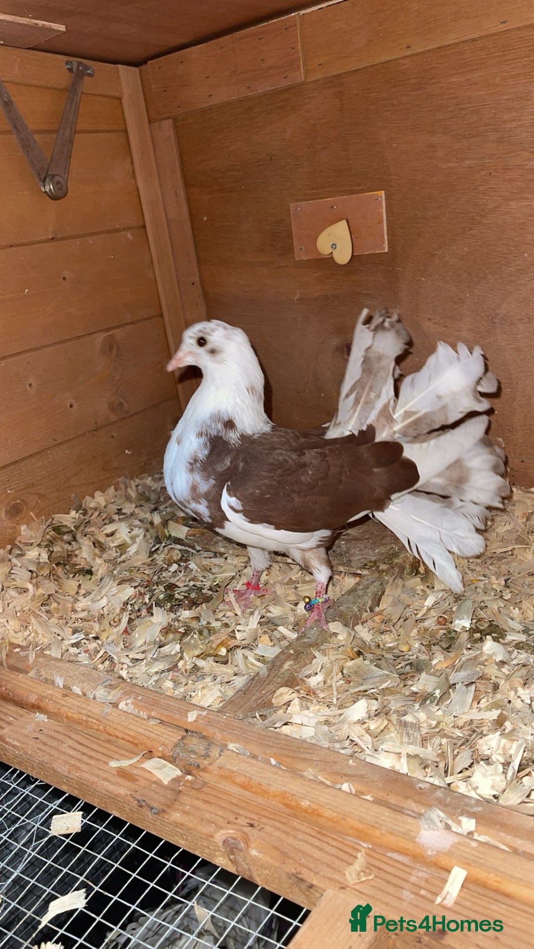 Pigeons birds for sale: Fantail pigeons  - Image 4