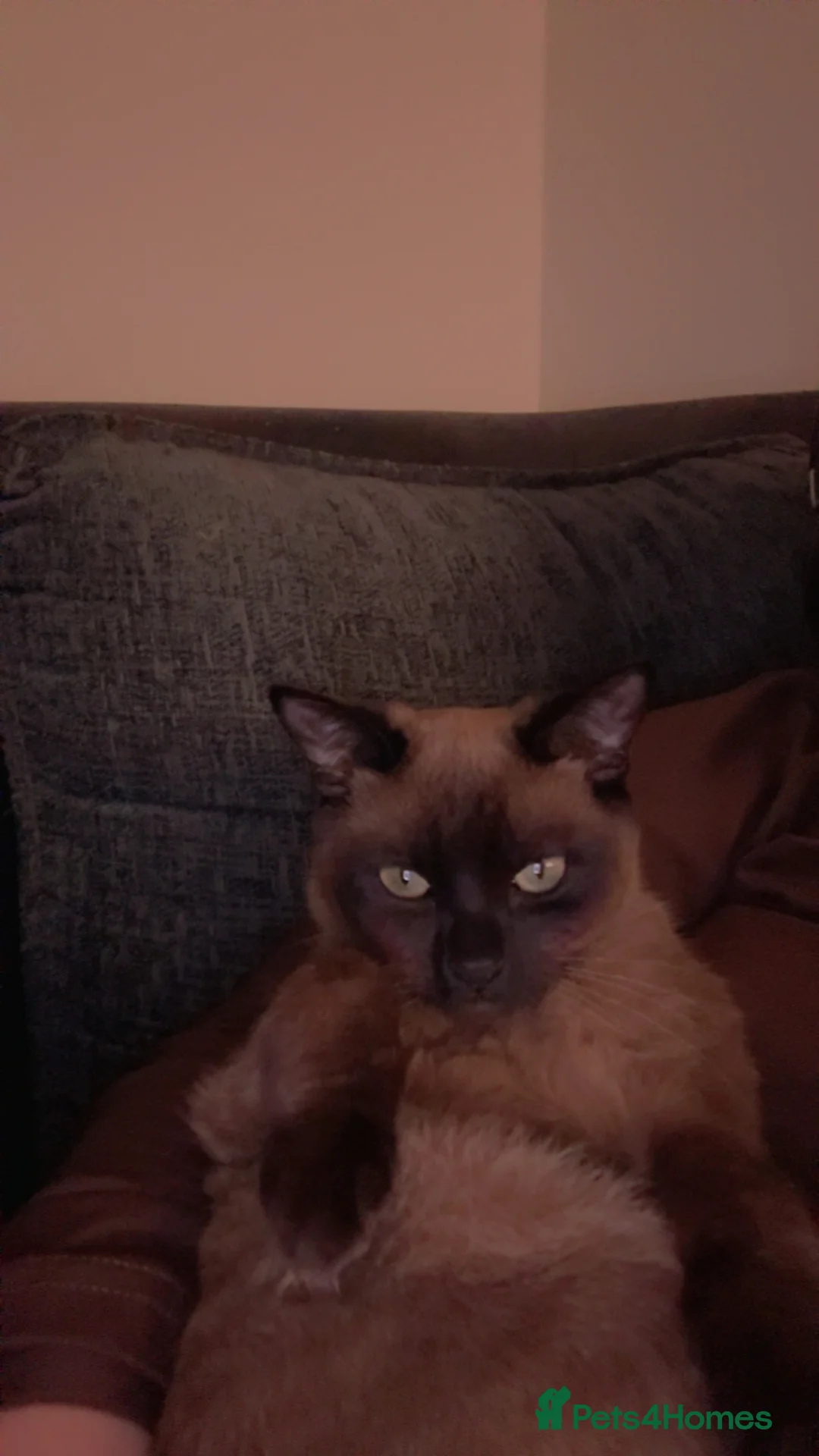 Burmese cats for sale: Burmese female kitten - Advert 3