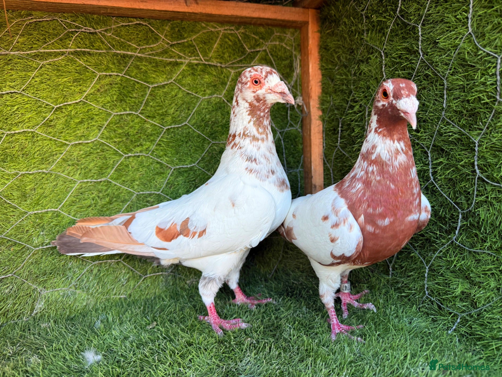 Pigeons birds Premium Breeding Pigeons Top Quality Pairs Availab - Advert 1