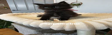 Maine Coon 7