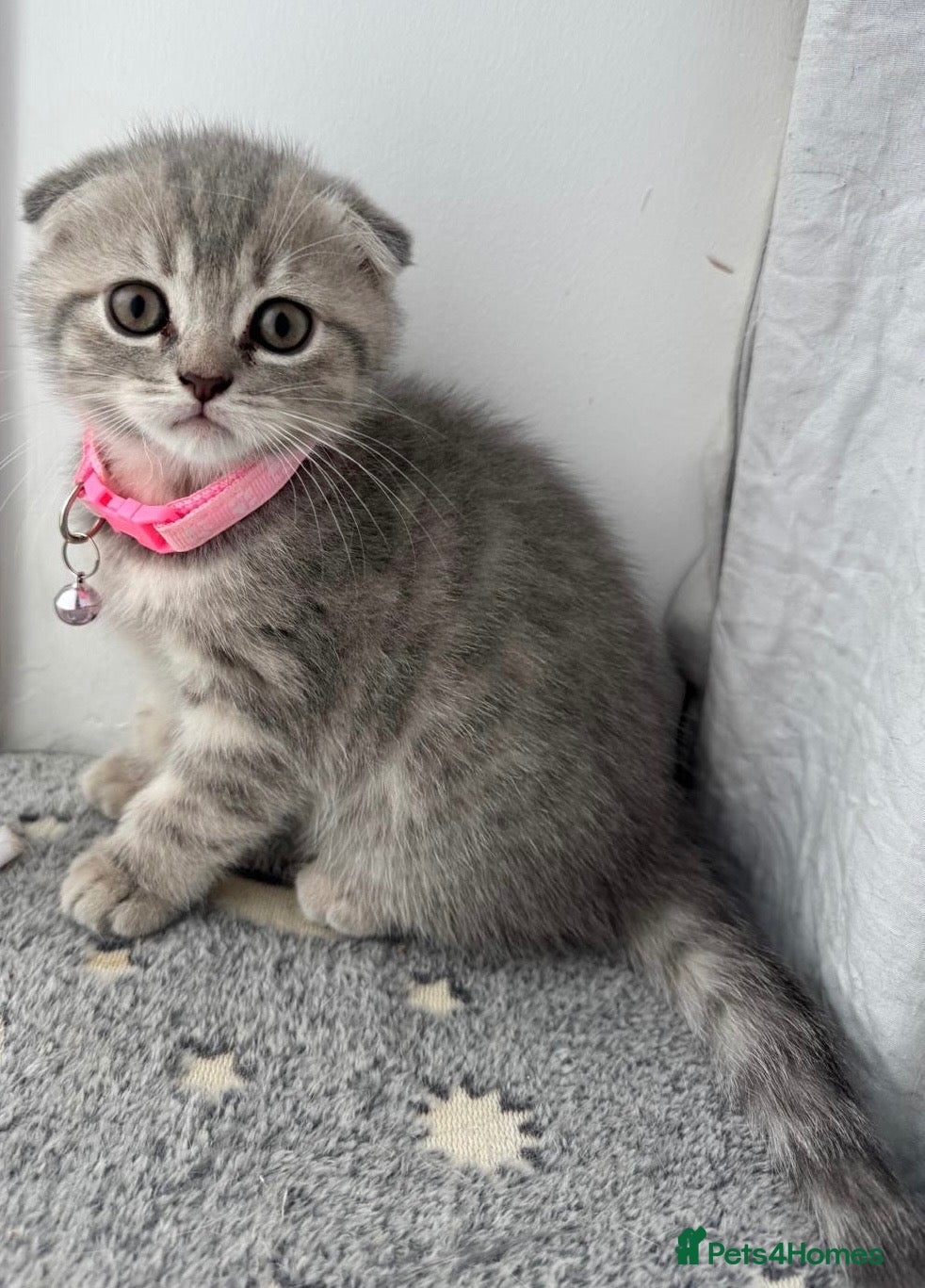 Scottish Fold cats 🐾 PRICE DROP – LAST GORGEOUS KITTEN REMAINING 🐾 - Advert 2