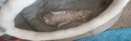 British Shorthair cats for sale: British Shorthair Blue & Black Golden Spotted 😻😻 - Advert 13