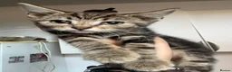 Mixed Breed cats for sale: Little ones are looking for loving home - Advert 22