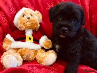 Mixed Breed dogs Stunning Cavalier King Charles x cockapoo❤️ - Advert 12