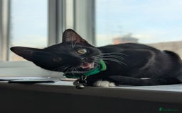 Mixed Breed cats for sale: Kitten Beau  - Image 2