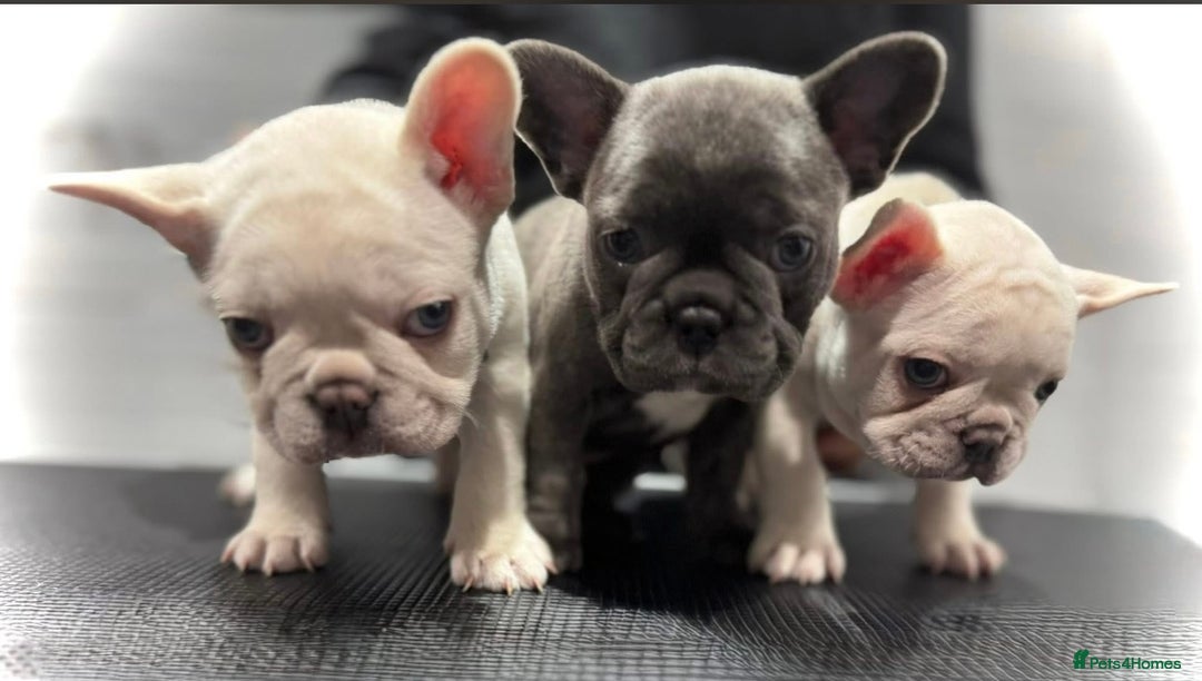 French Bulldog dogs for sale: French fries due to leave 3rd January  - Advert 2