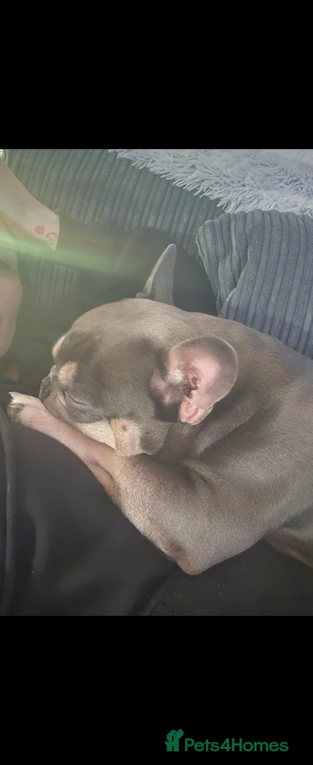 French Bulldog dogs for sale: Tan & lilac French bulldog free to good home - Image 2