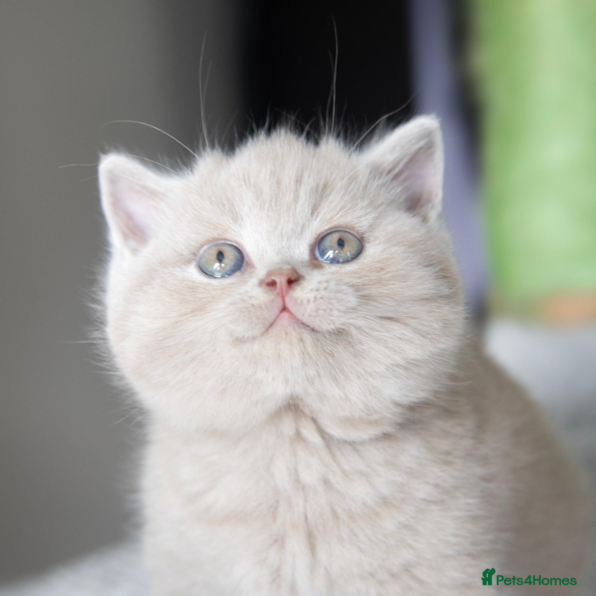 British Shorthair cats 🐾 Beautiful British Shorthair Kittens🐾 - Advert 1