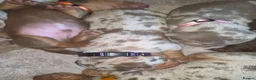 Dachshund dogs for sale: Dapple Daschund puppies - Advert 3