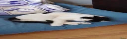 British Shorthair cats for sale: Male cat 2 years old in Birmingham - Advert 7