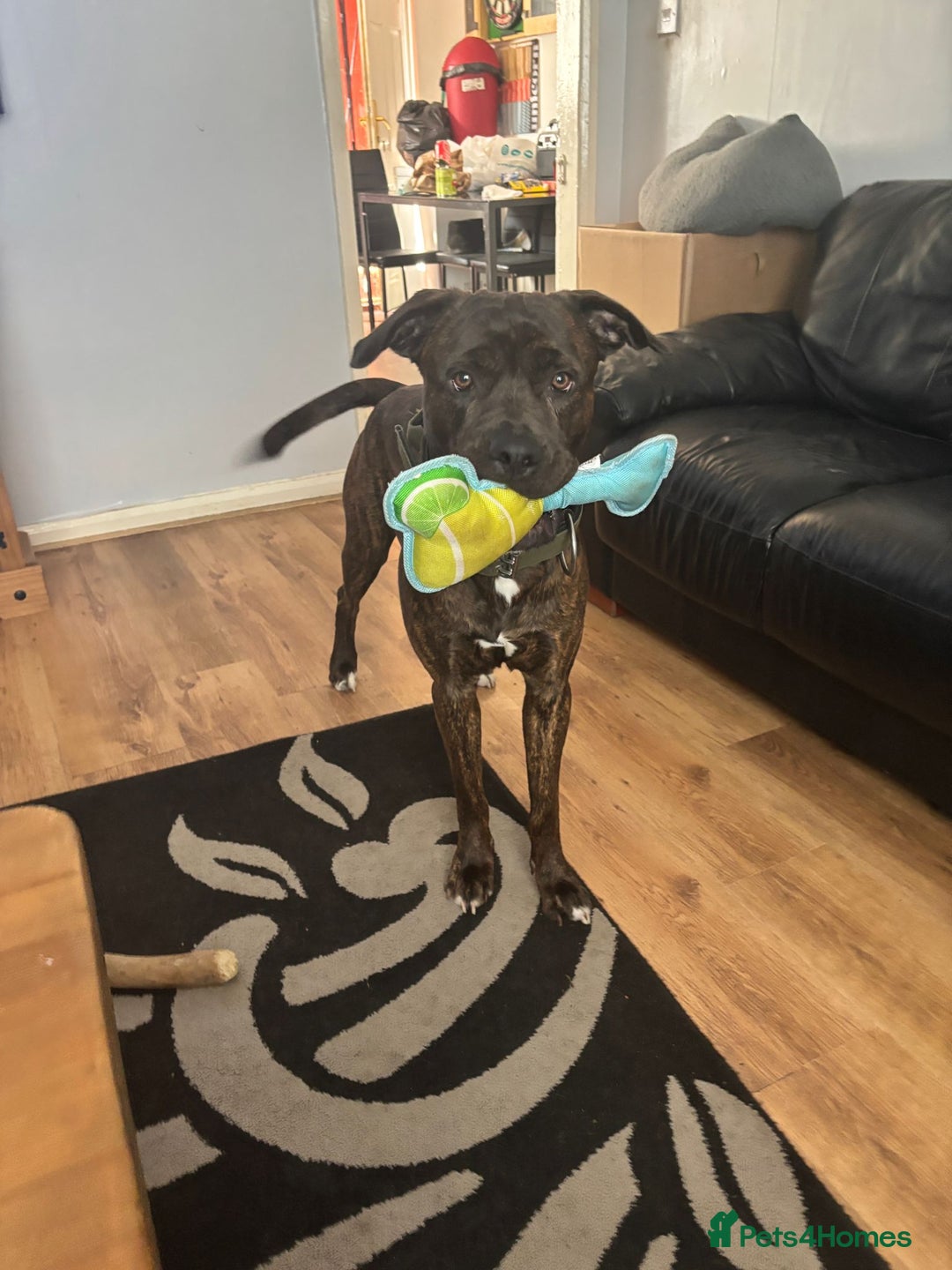 Mixed Breed dogs for sale: Cane corso/mastiff - Image 2