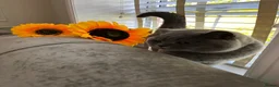 British Shorthair cats for sale: [House Cat] Quiet loving family home for Poppy  - Advert 17