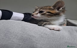 Mixed Breed cats for sale: Kittens - Image 9