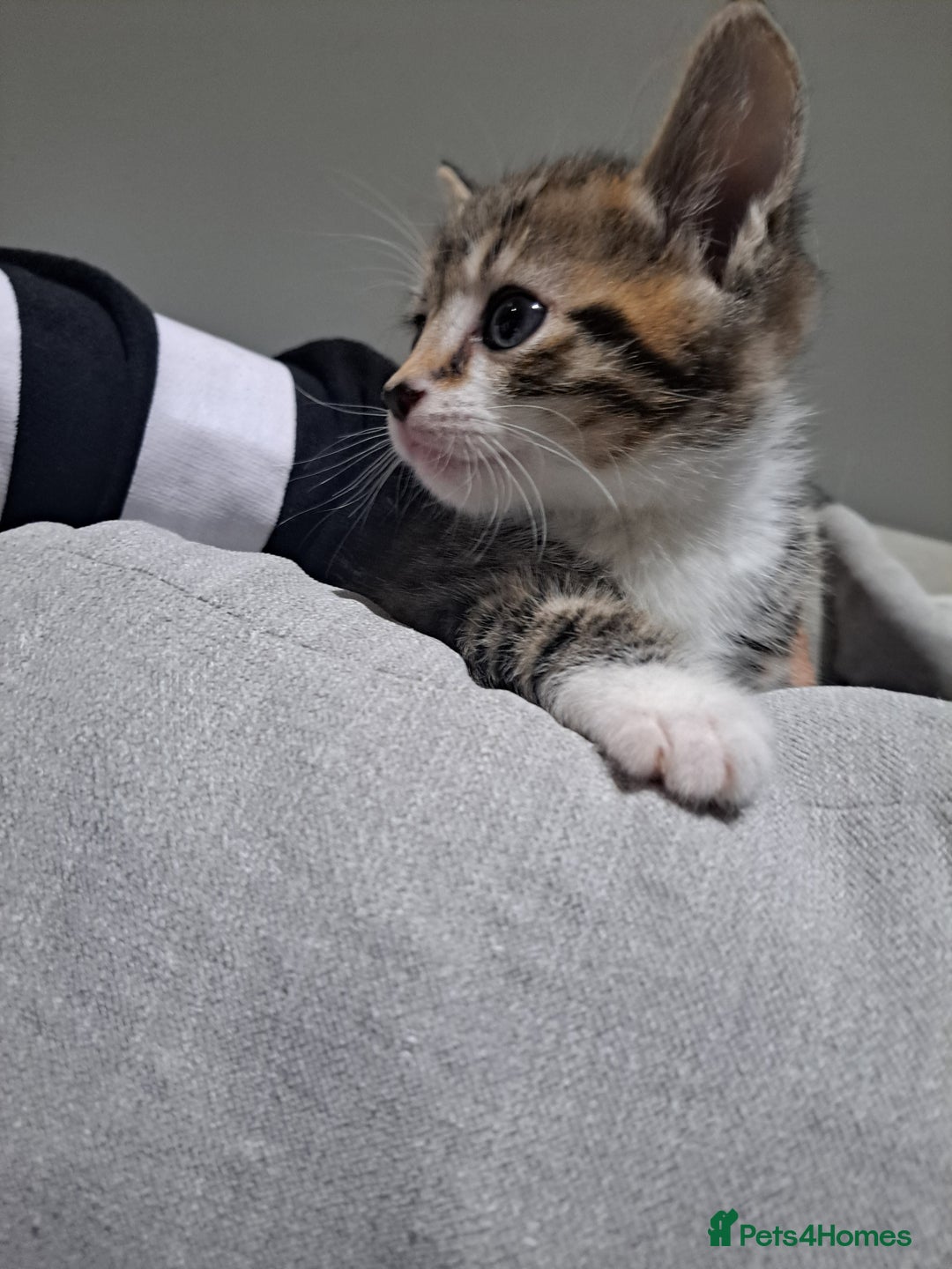 Mixed Breed cats for sale: Kittens - Image 9