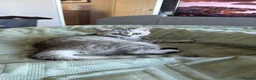 British Shorthair cats for sale: Little miss lexi - Advert 7
